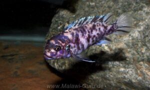 Metriaclima fainzilberi 'Lundo Island'